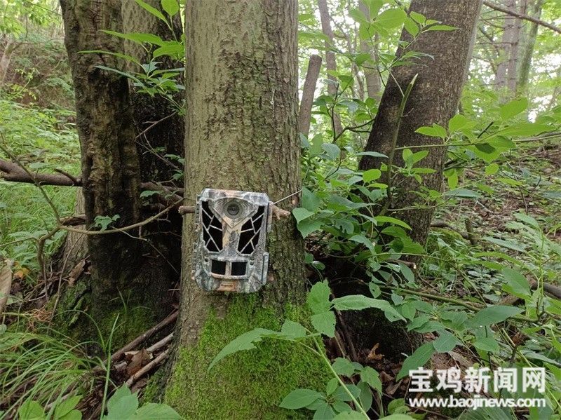 【我们的十年】宝鸡护林员夫妻:守护青山 向绿而行休闲区蓝鸢梦想 - Www.slyday.coM 【我们的十年】宝鸡护林员夫妻:守护青山 向绿而行休闲区蓝鸢梦想 - Www.slyday.coM