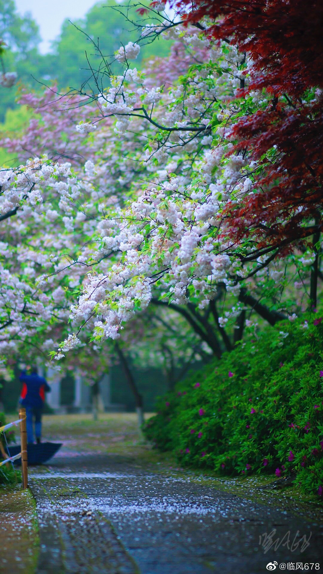 雨中娇艳的樱花花朵 - 免费可商用图片 - CC0素材网