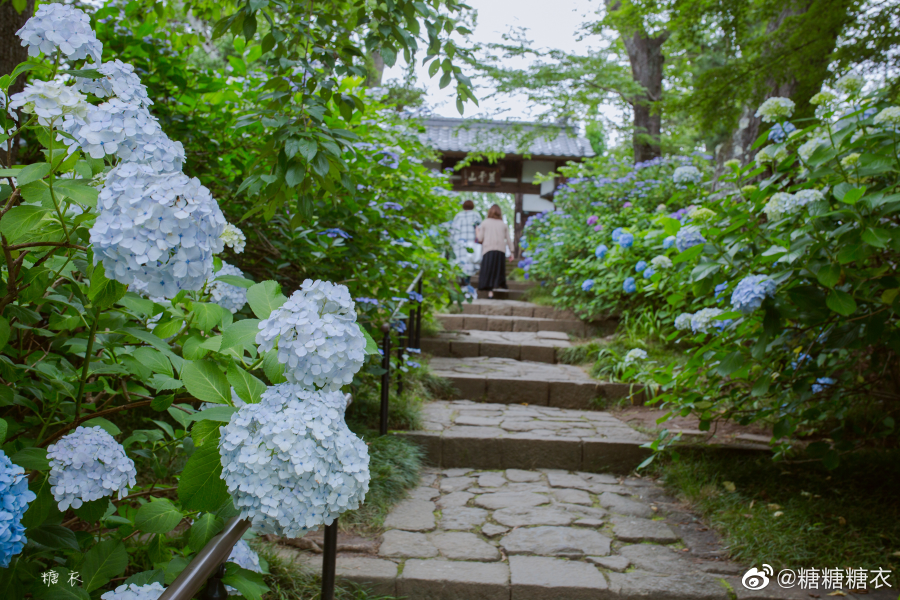 去年夏天仙台北山资福寺的紫阳花 高清图集 新浪网 去年夏天仙台北山资福寺的紫阳花 高清图集 新浪网