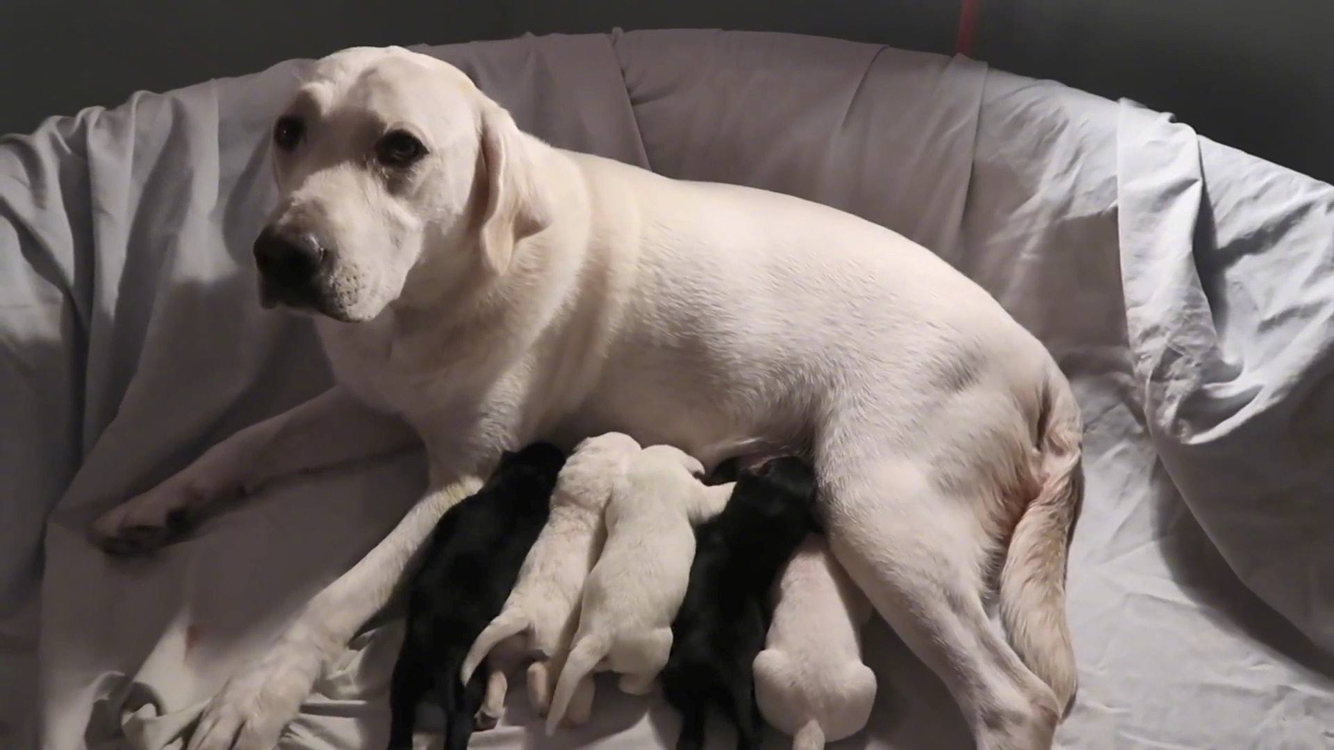 狗妈妈喂奶后总有一只小狗不见,主人探寻后发现:母爱伟大_高清图集