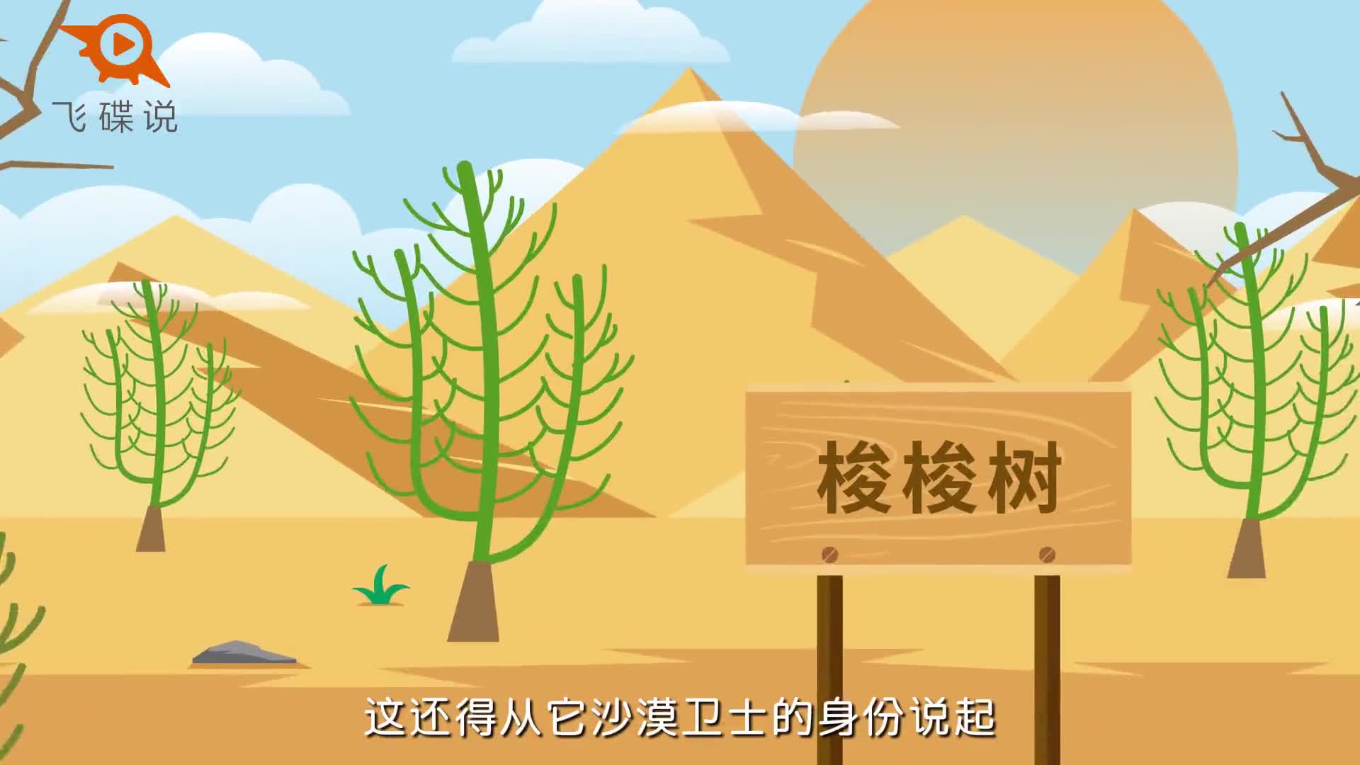 你种的梭梭树到底是什么?