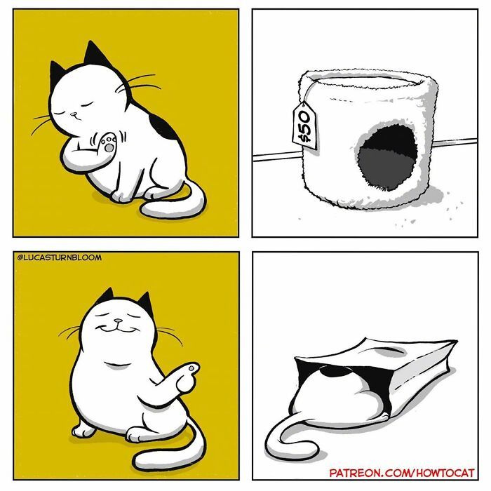一组关于养猫日常的小漫画 内容过于真实了 一组关于养猫日常的小漫画 内容过于真实了