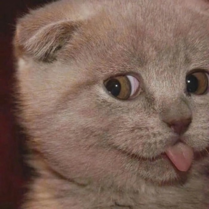 可爱小动物们__财经头条