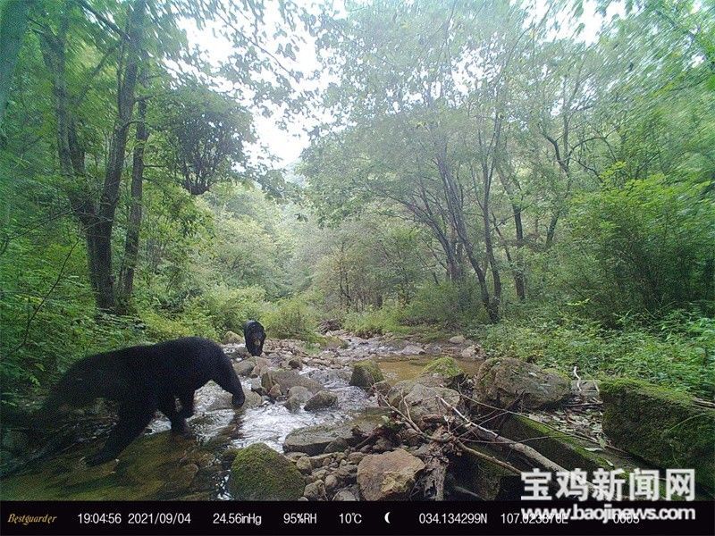 【我们的十年】宝鸡护林员夫妻:守护青山 向绿而行休闲区蓝鸢梦想 - Www.slyday.coM 【我们的十年】宝鸡护林员夫妻:守护青山 向绿而行休闲区蓝鸢梦想 - Www.slyday.coM