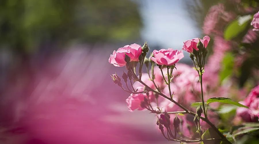 夜读丨林清玄：人生有许多事是值得等待的休闲区蓝鸢梦想 - Www.slyday.coM