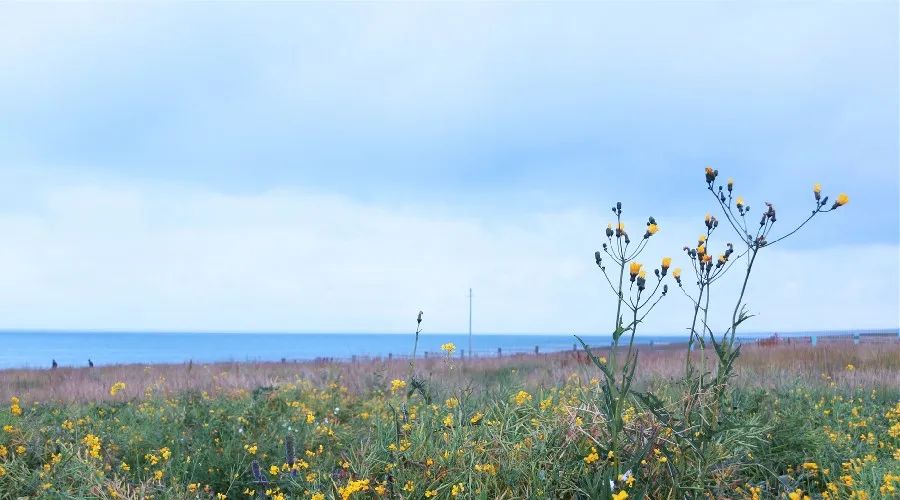 夜读丨林清玄：人生有许多事是值得等待的休闲区蓝鸢梦想 - Www.slyday.coM