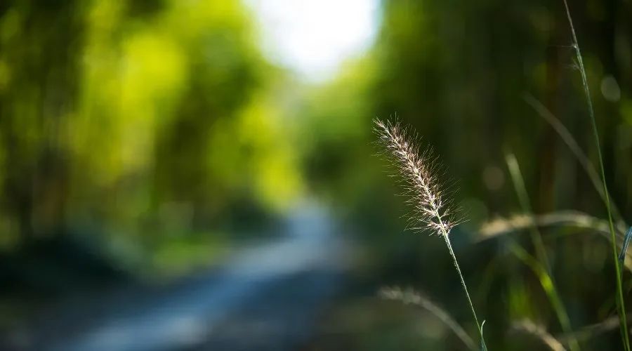 夜读丨林清玄：人生有许多事是值得等待的休闲区蓝鸢梦想 - Www.slyday.coM