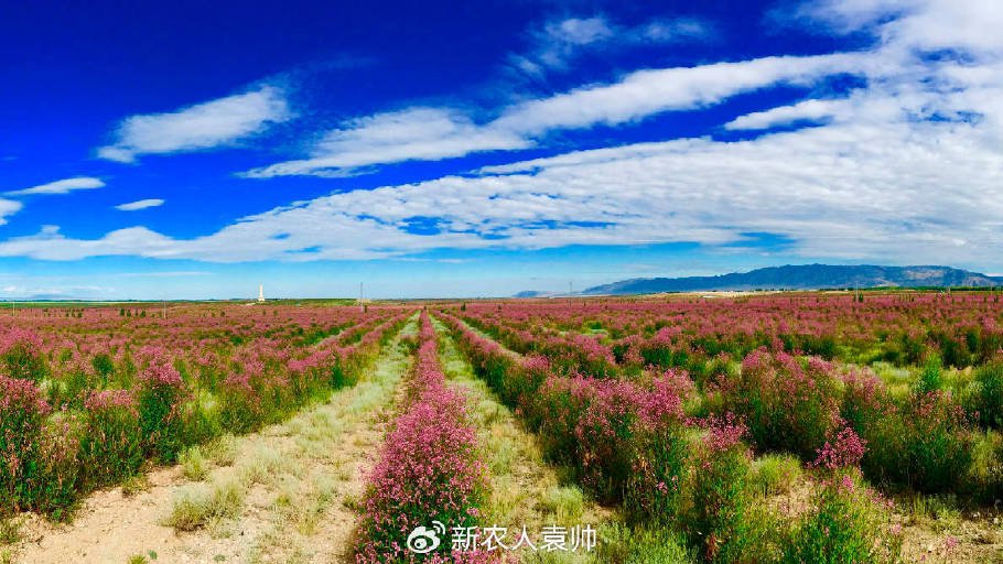 焦点|阿勒泰戈宝茶:拯救濒危红麻,化戈壁为花海|新疆|红麻|罗布麻|戈宝|刘起棠_新浪新闻