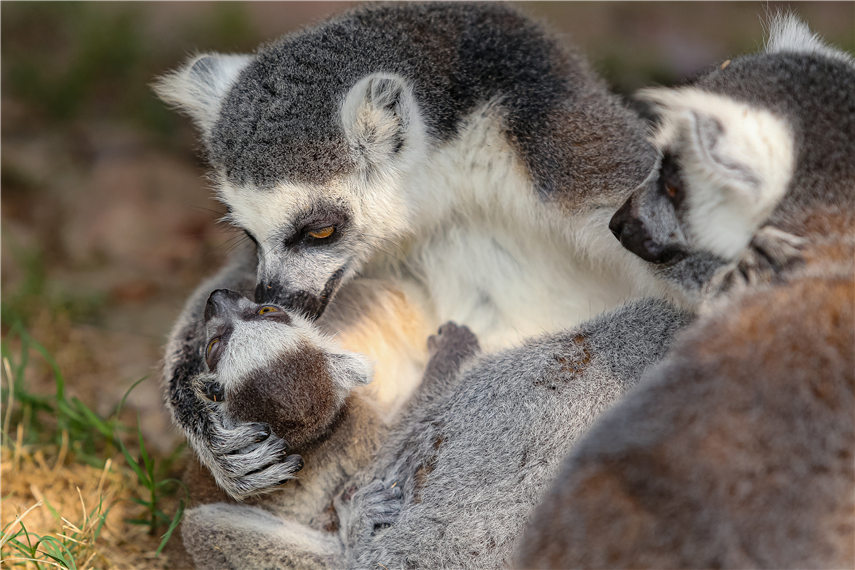 温情一刻动物世界里的母子情深