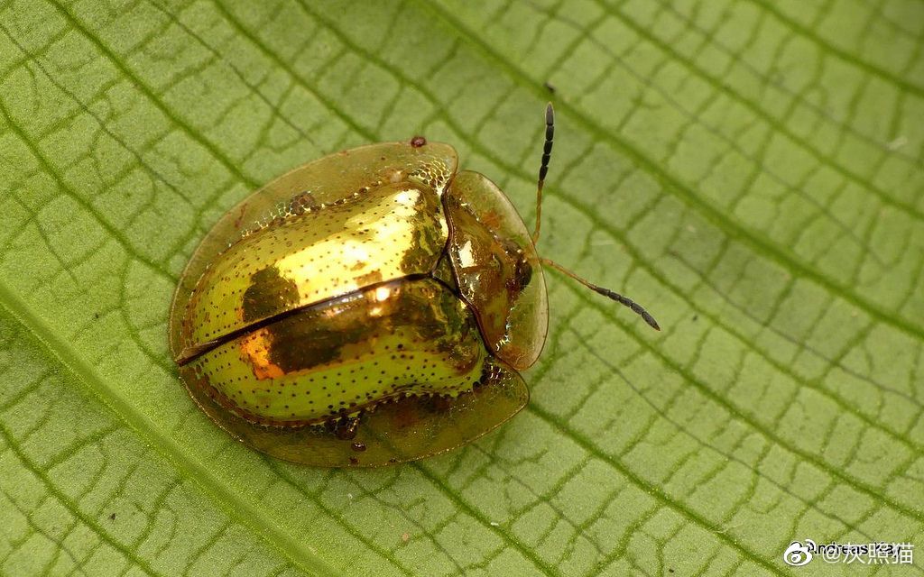 黄金龟甲虫charidotella sexpunctata_高清图集_新浪网