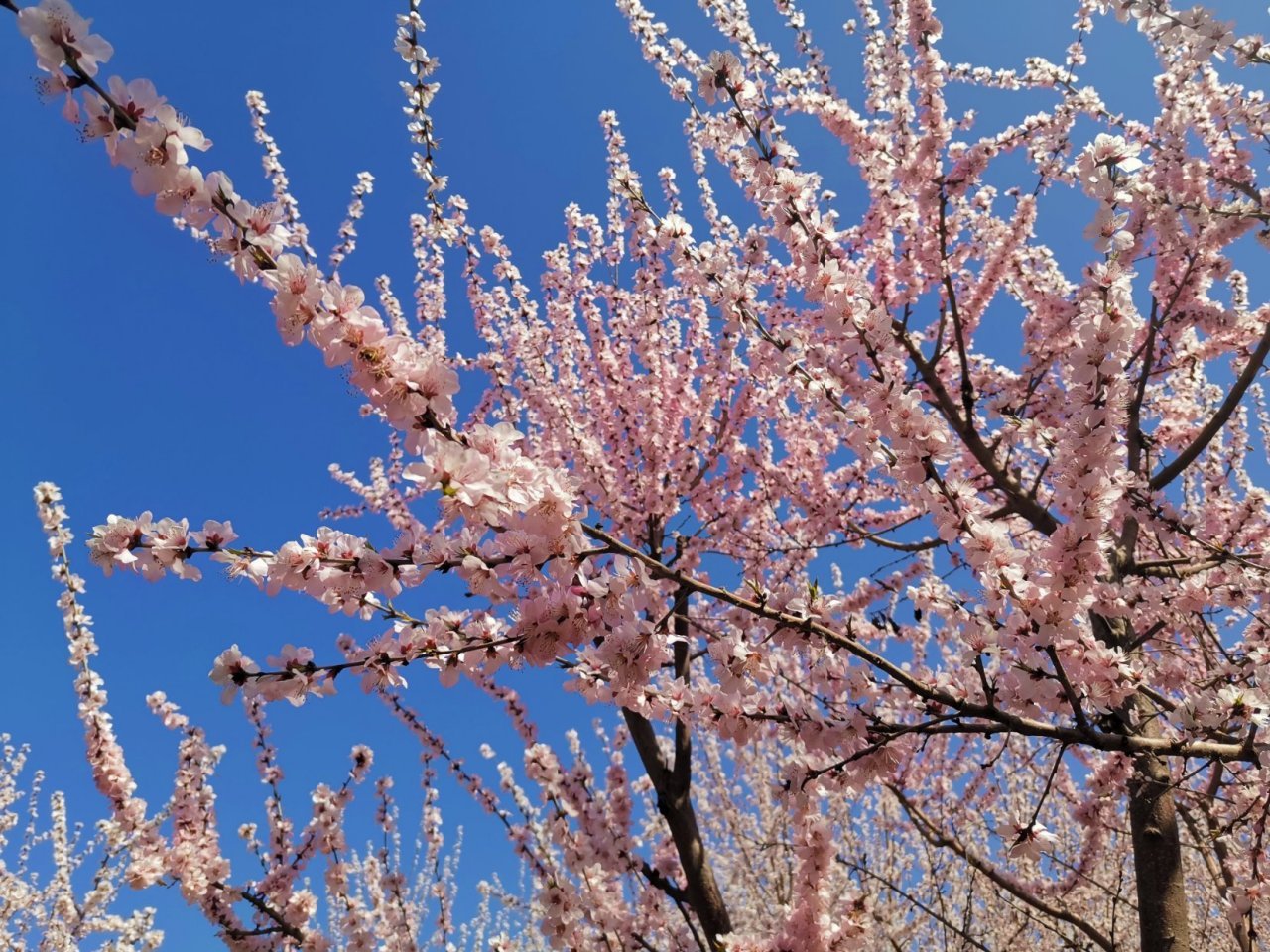 石家庄子龙大桥下面好几片桃花林,很漂亮!(摄影/@庄李人)