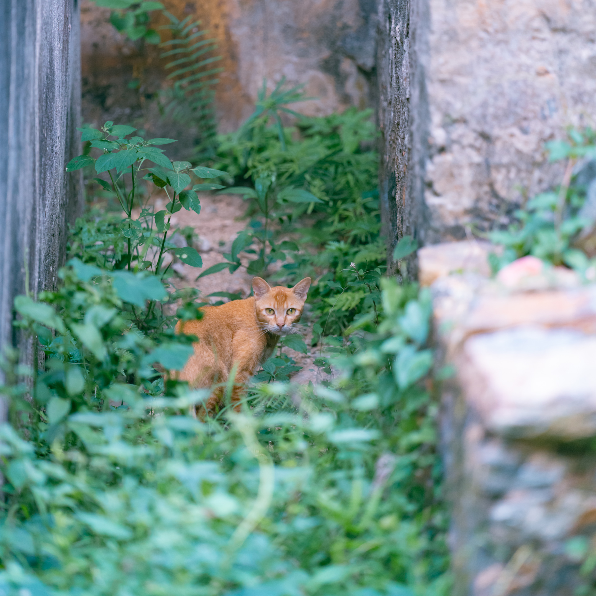 东山岛澳角村猫影初探 多为橘猫 其次是狸猫
