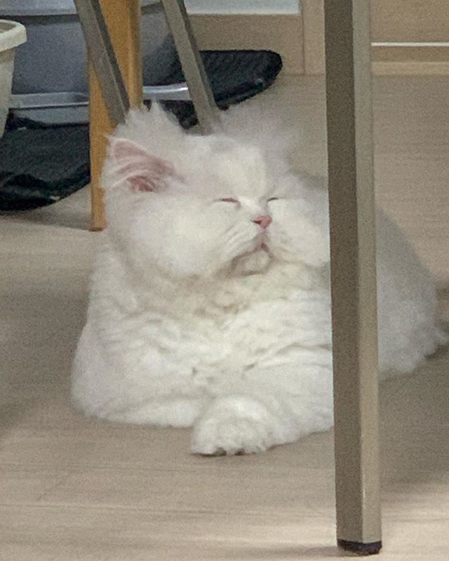 假期在家睡懵的你