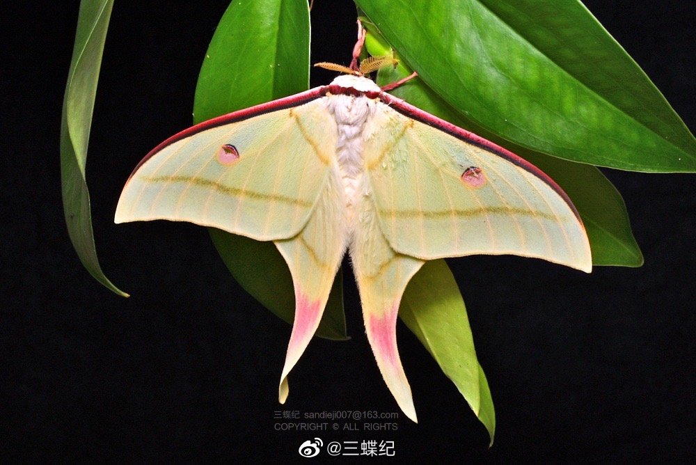 绿尾大蚕蛾actias ningpoana