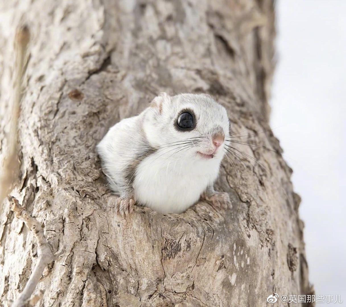 日本小鼯鼠,这毛茸茸可可爱爱的样子,看起来就很好rua呀!