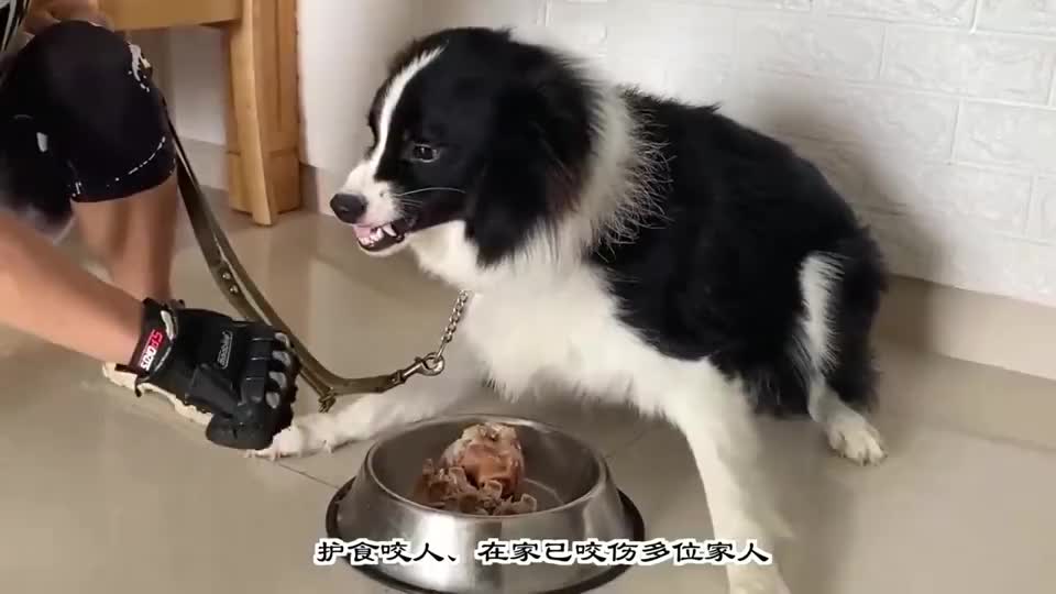 为什么护食咬人的边牧最多是不是因为太聪明了