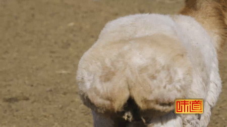 这种长着肥美大屁屁的羊你见过吗