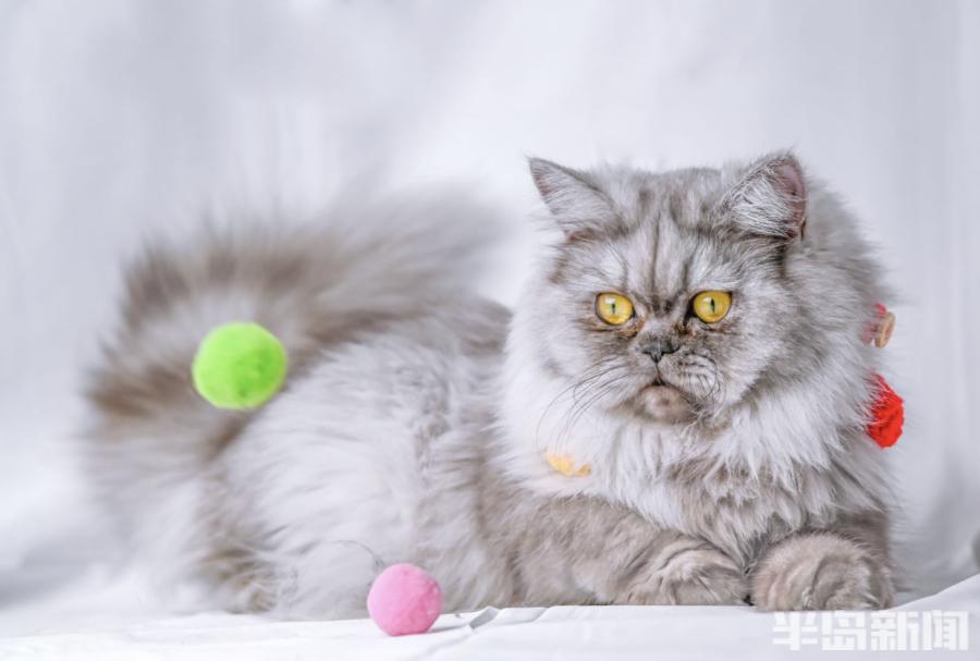 青岛农大克隆猫平安我一岁了我恋爱了