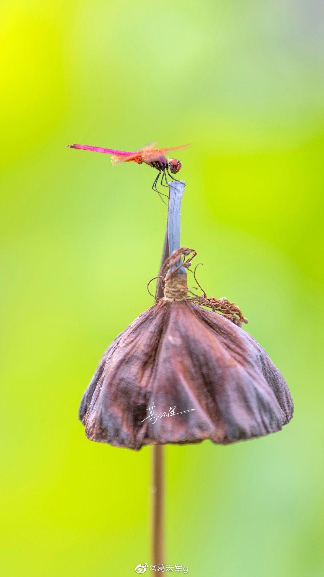 很久不见红蜻蜓,荷花结束之际拍几张__财经头条