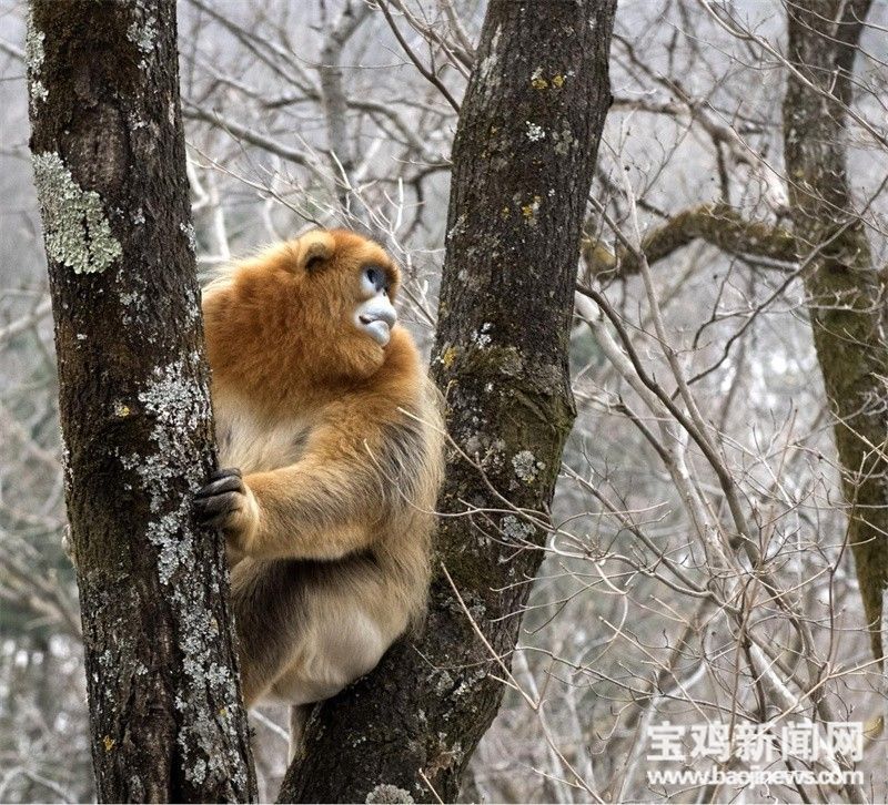 【我们的十年】宝鸡护林员夫妻:守护青山 向绿而行休闲区蓝鸢梦想 - Www.slyday.coM 【我们的十年】宝鸡护林员夫妻:守护青山 向绿而行休闲区蓝鸢梦想 - Www.slyday.coM