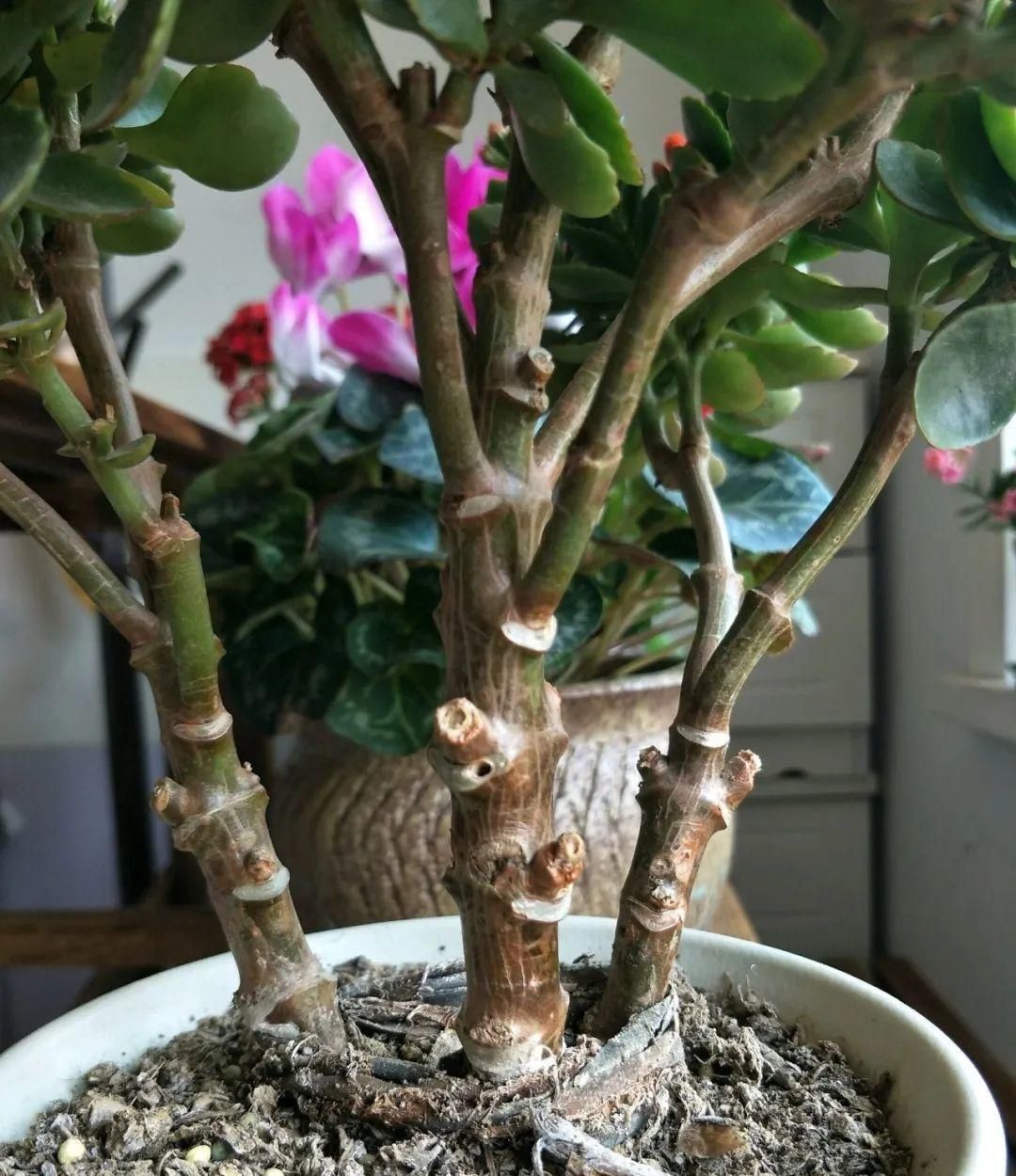 他用3年把吊兰养成老桩,花友们质疑:是假的!