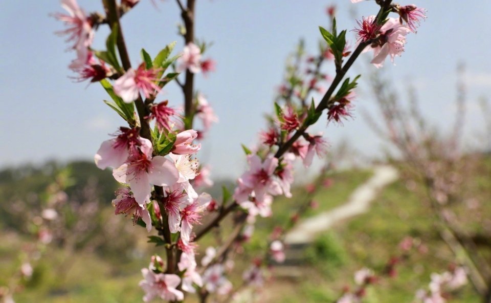 贵阳花溪:三月春分迎晴空,十里桃花醉春风