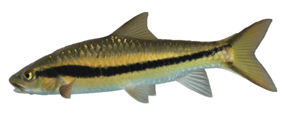 软鳍新光唇鱼"墨龙1号"!