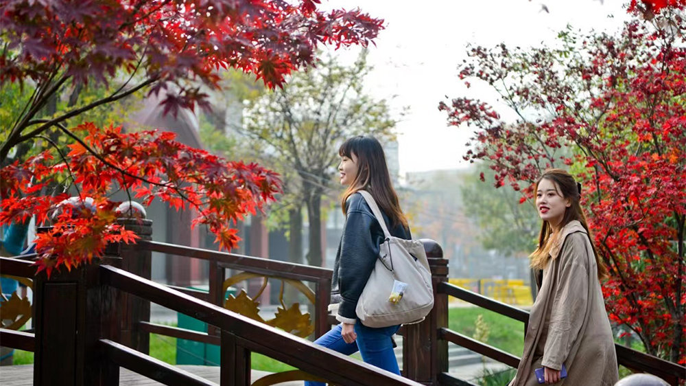 秋日胜春朝，邀你云游灞桥，赏醉美秋景|西安市_新浪新闻