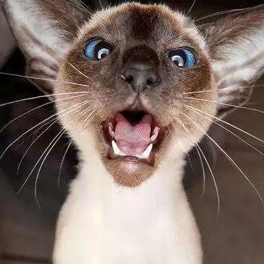 有事钟无艳无事夏迎春养了一只渣猫是什么体验