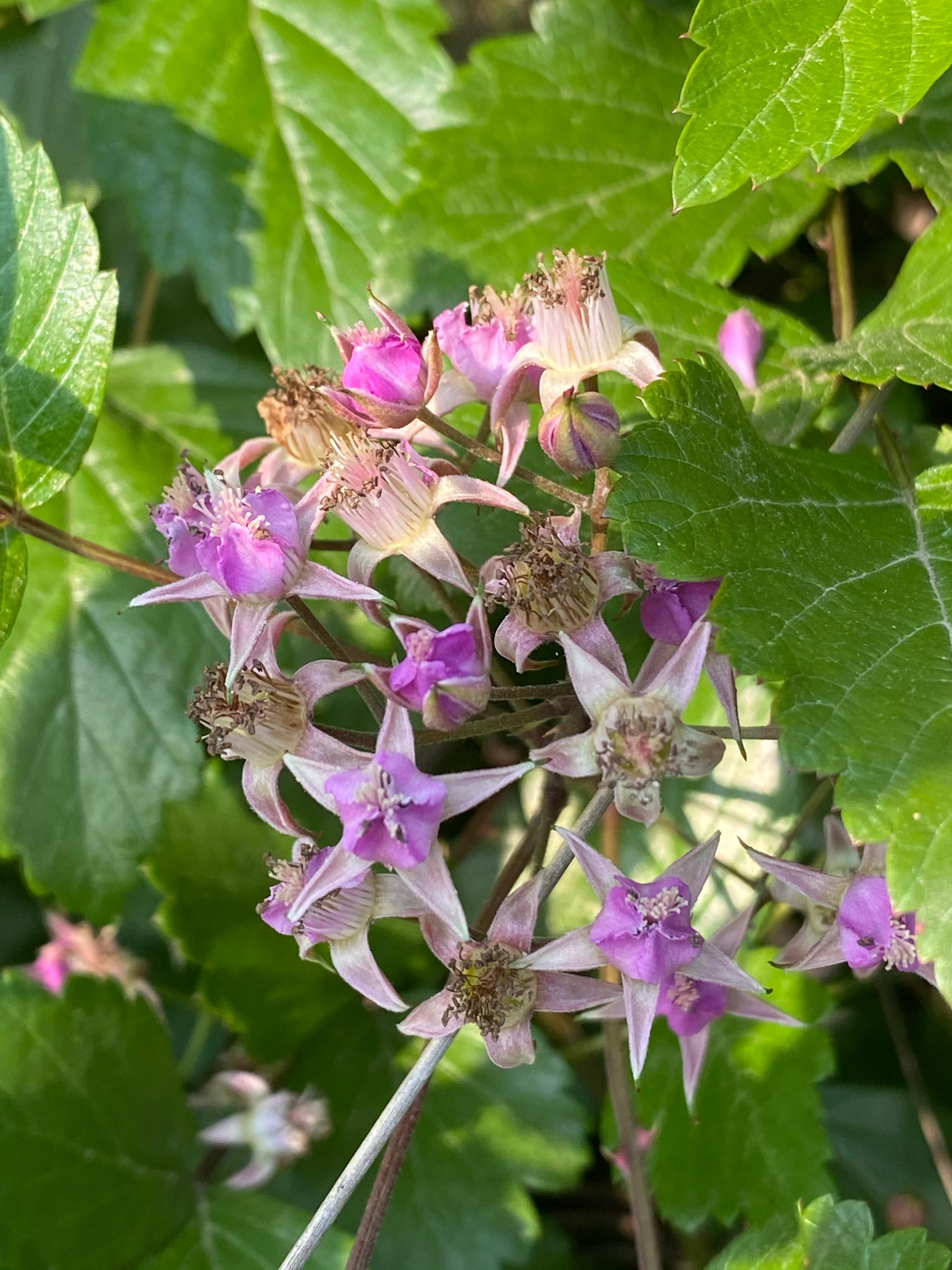 村里的覆盆子的花,以前路边都是这玩意