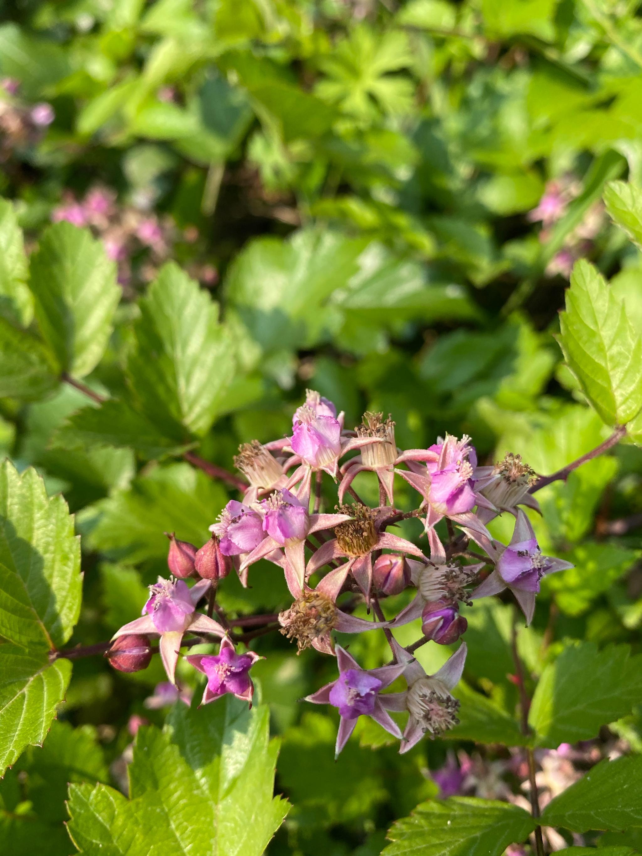 村里的覆盆子的花,以前路边都是这玩意
