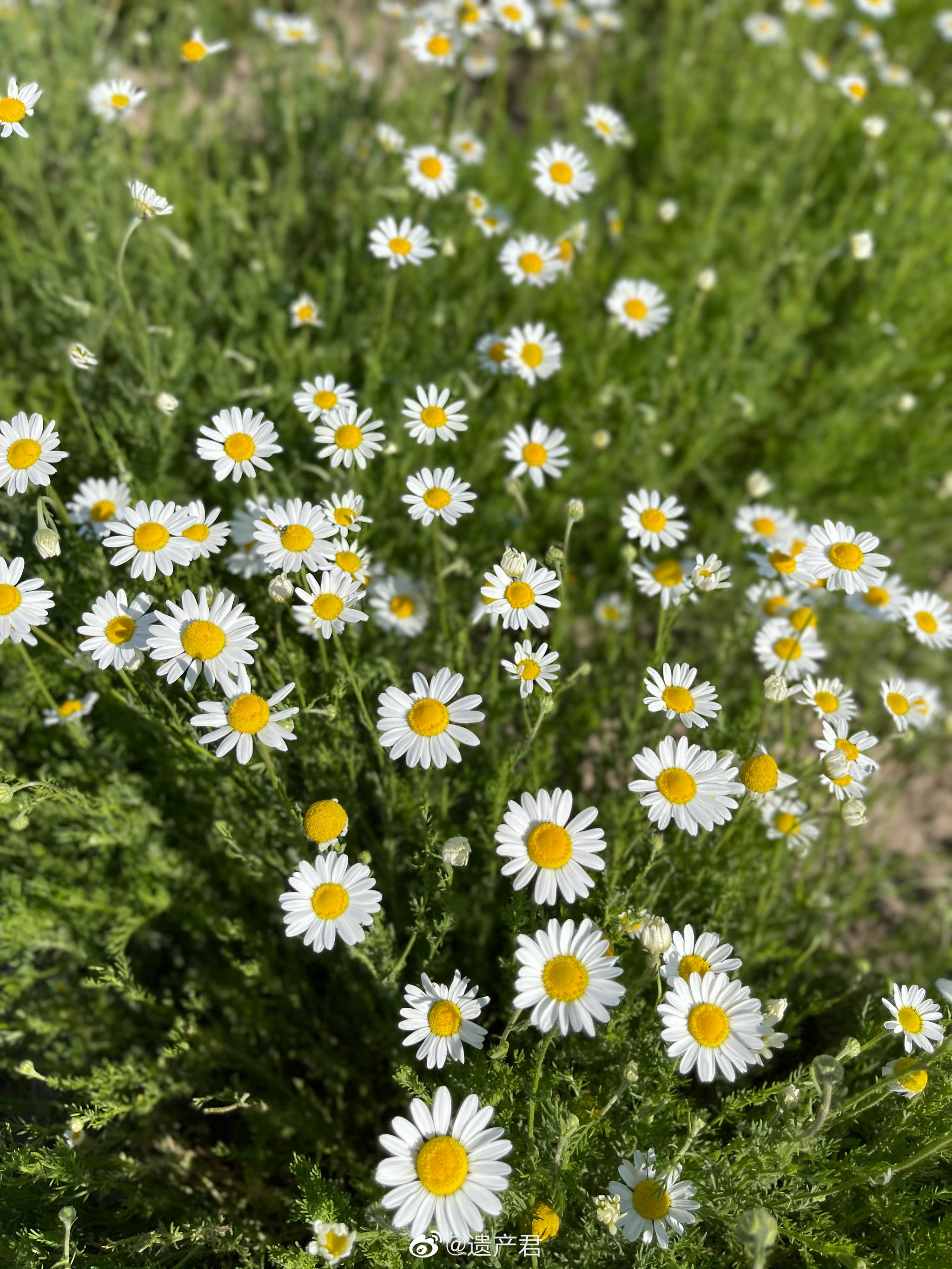 新疆的甘菊花,母菊可以用来泡茶,清热去火的效果很好