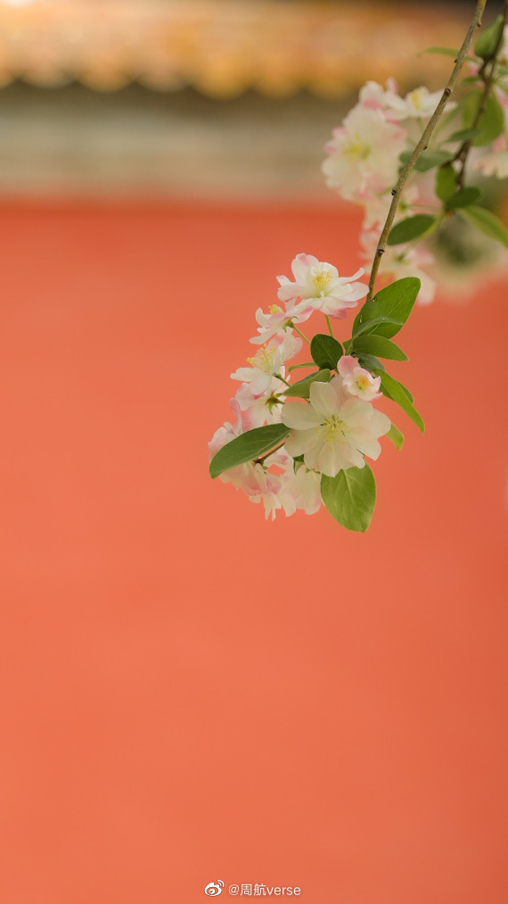 故宫文华殿的海棠盛放