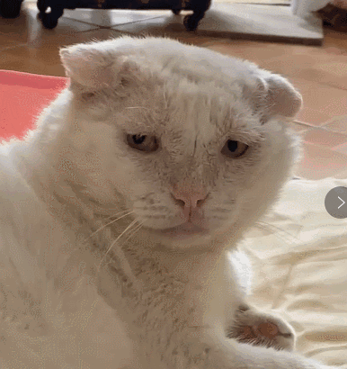 流浪猫面容扭曲惹人嫌,身患艾滋吓退众人,只有她把