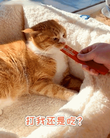 铃铛|猫咪|猫_新浪新闻