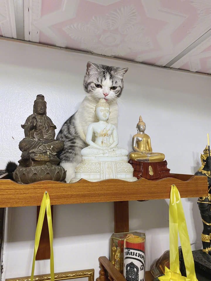 猫跑到柜子上舔着小佛头,一脸认真的表情,太可爱了!