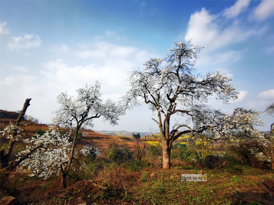 寻春三多古寨,赏自贡最美梨花!