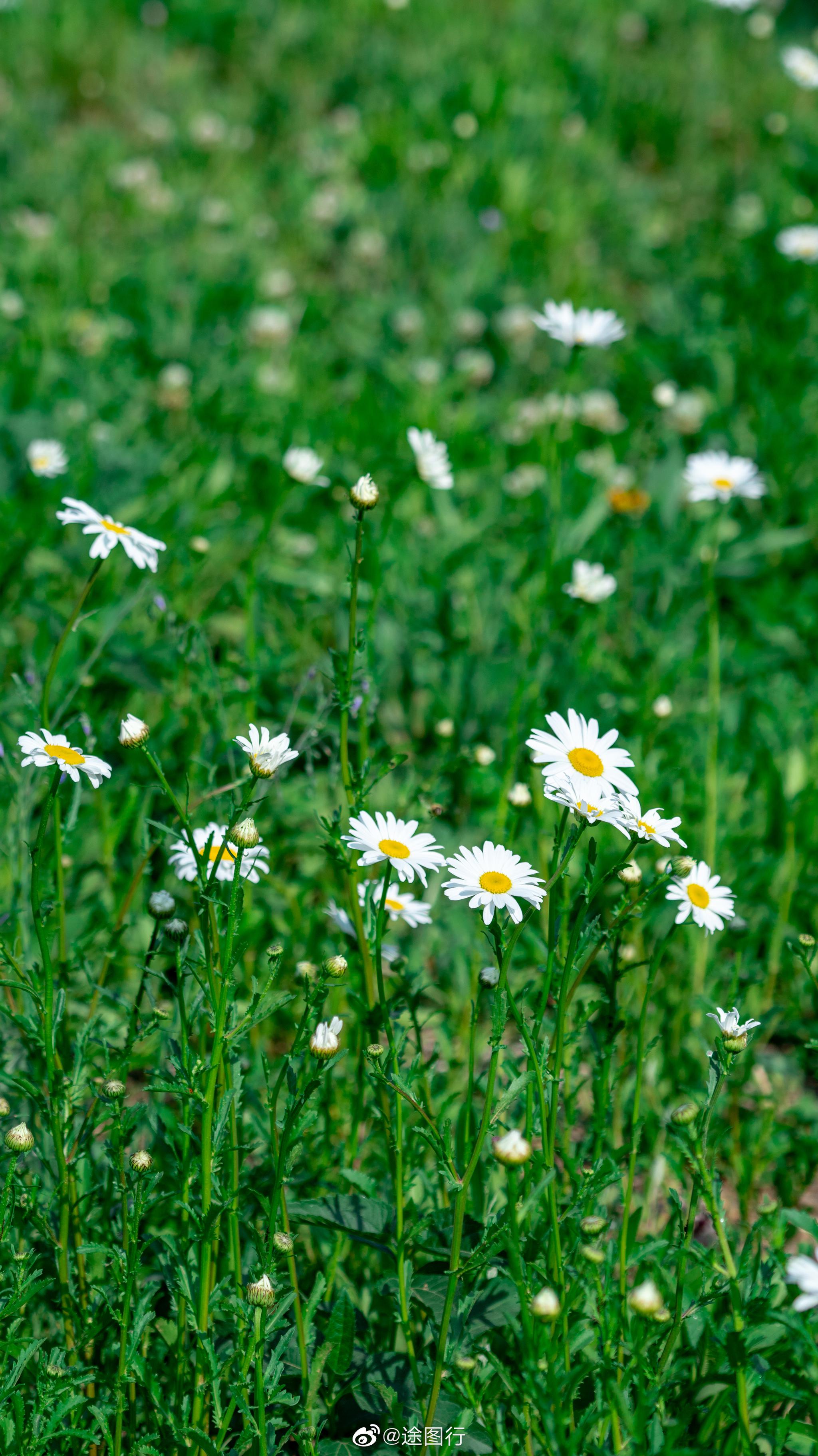 这个春天,你错过了哪些花?现在的济南已是山花烂漫