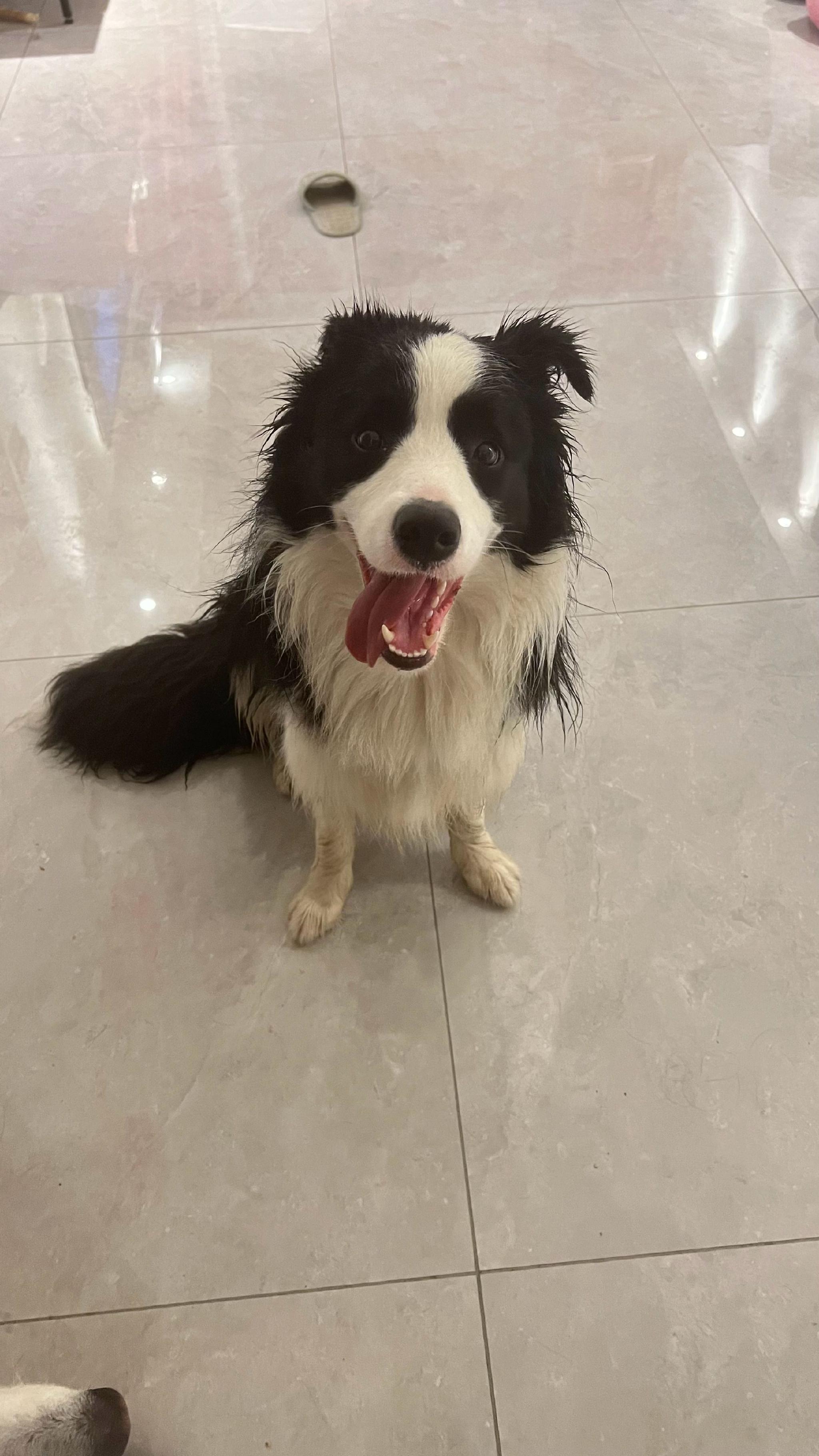 遛狗遛一半 下雨了 两个落汤狗