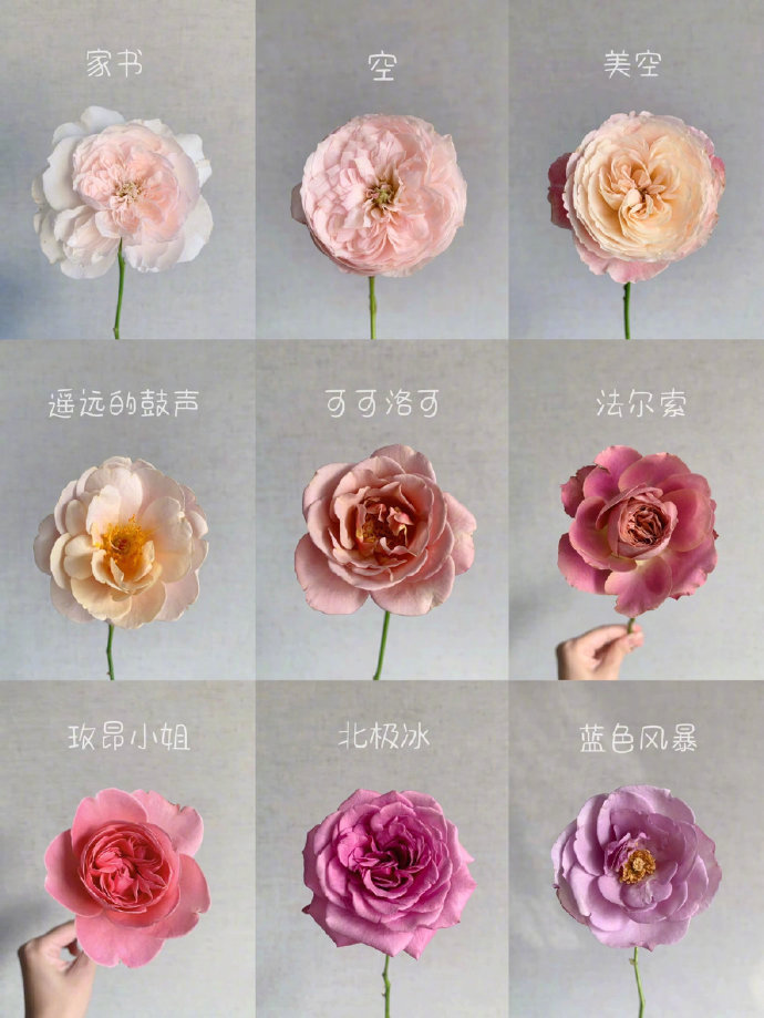 “给自己送花，比收到花更浪漫。” 快收着这份鲜花图鉴__财经头条