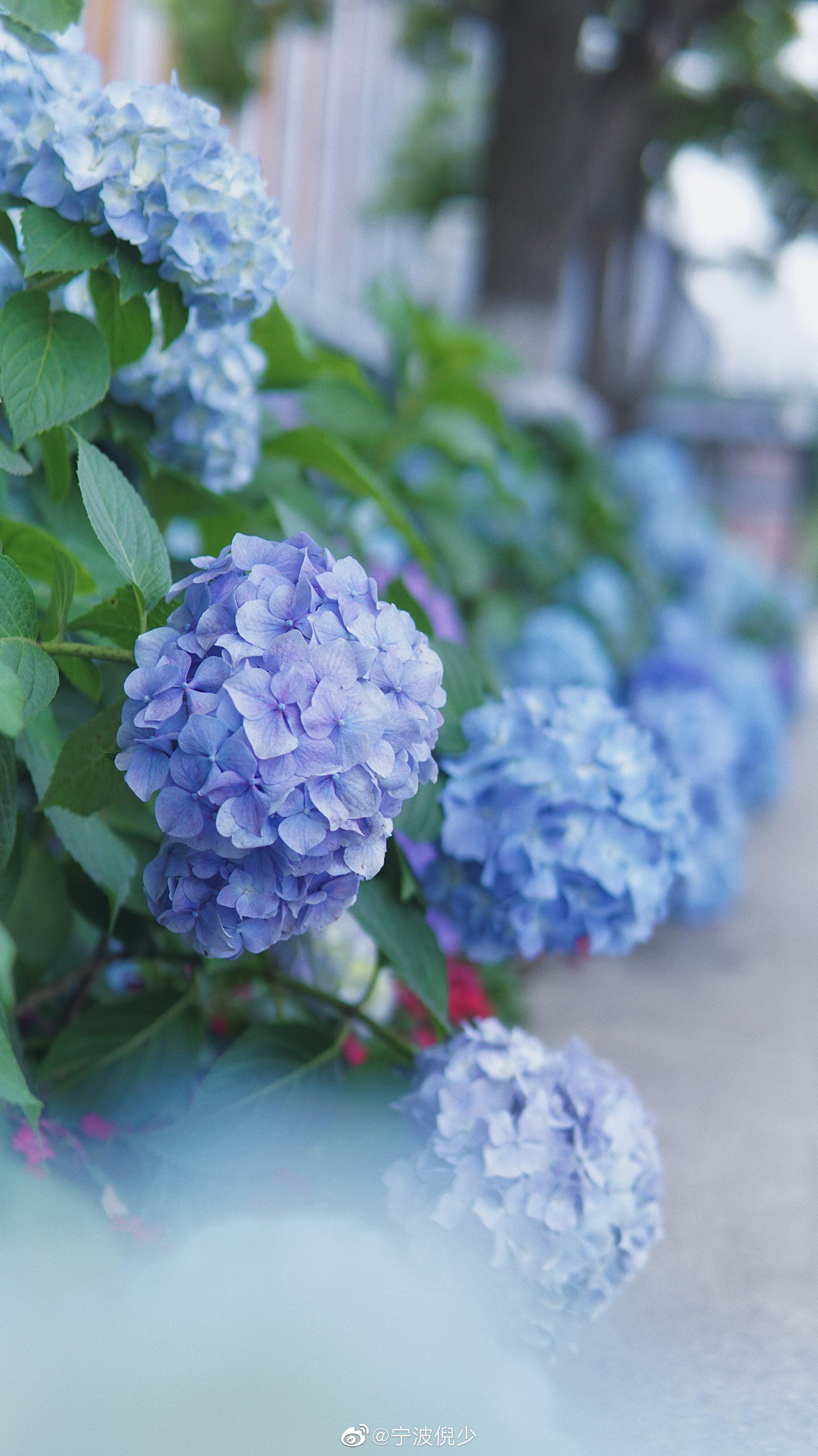 投稿绣球花开无尽夏