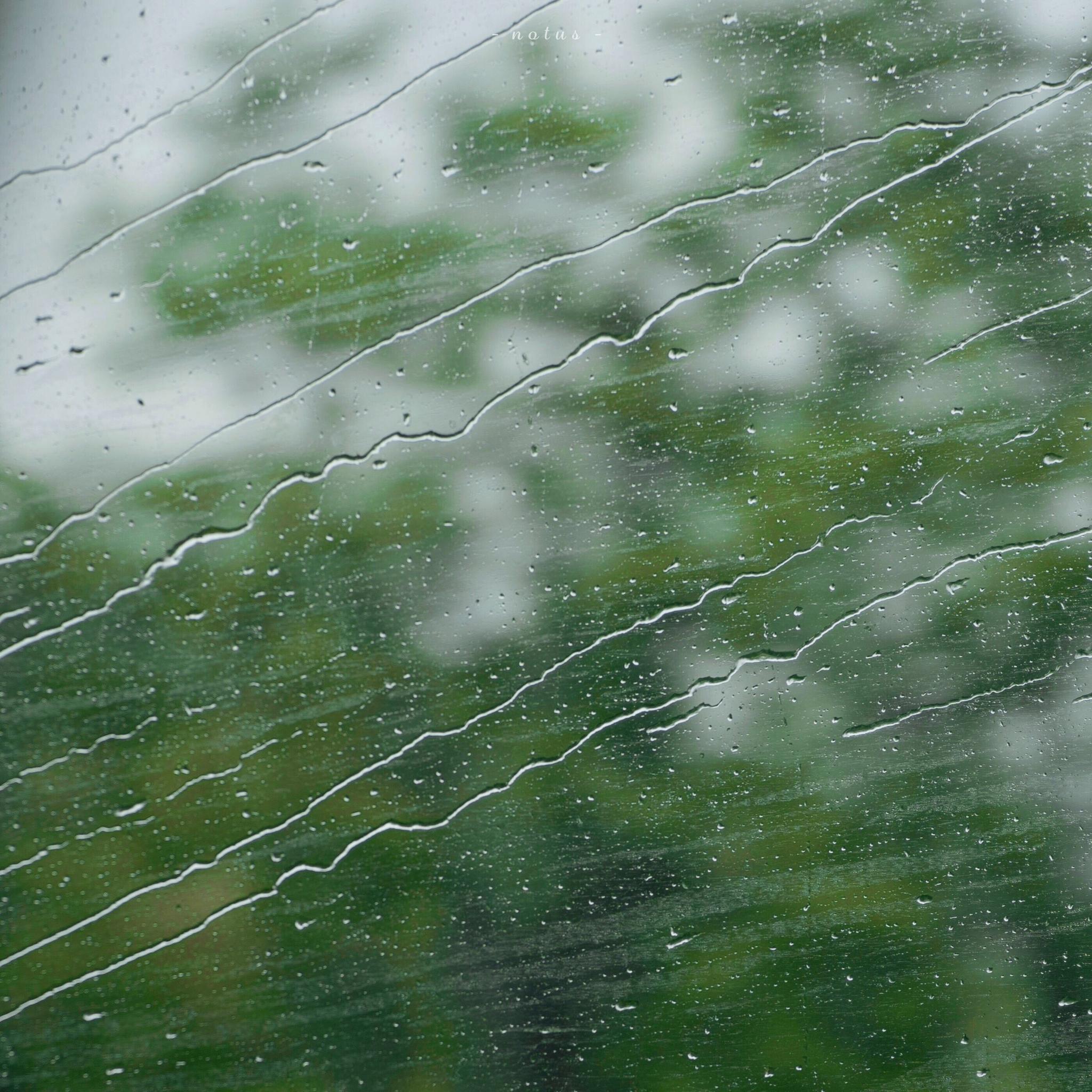 柔柔绿意 洒落一地