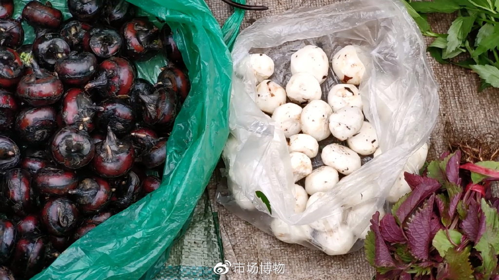 广州荔塱,三月物产集锦,在青黄不接之前|蔬菜|广州市|煲汤_新浪新闻