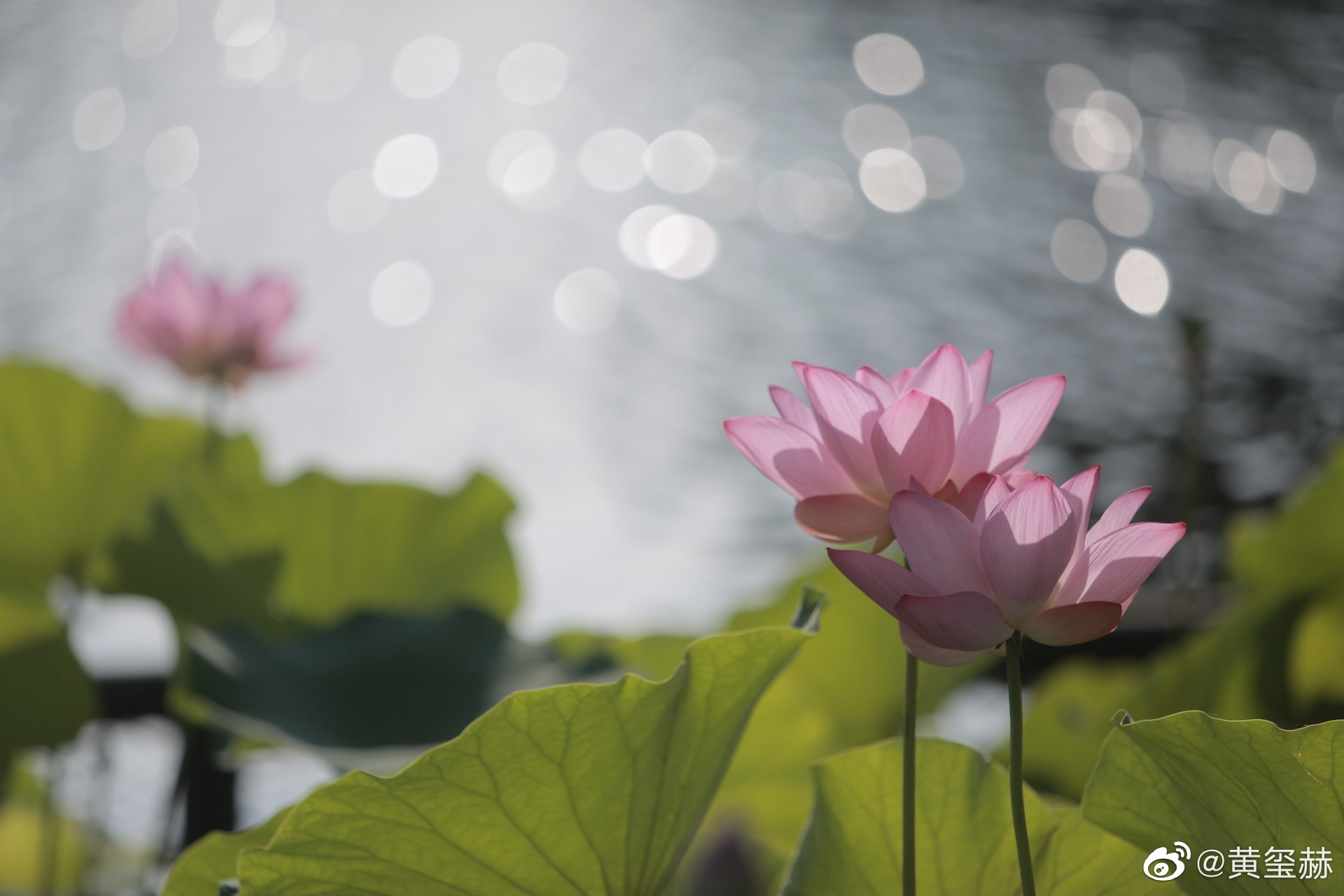 什刹海荷花2021_高清图集_新浪网