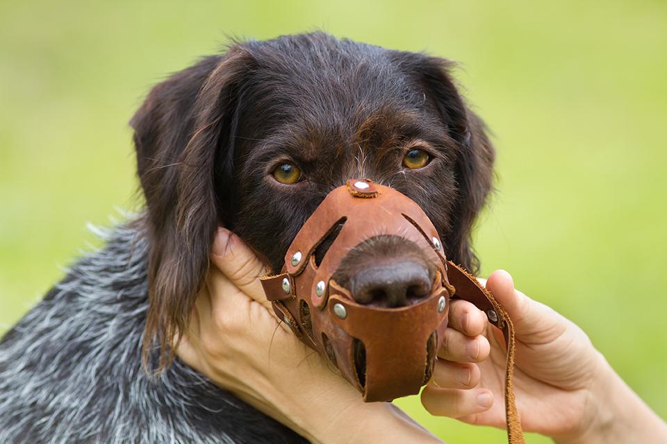 来说说看丨遛狗仅限凌晨，狗须戴好防咬口罩，你支持吗？休闲区蓝鸢梦想 - Www.slyday.coM