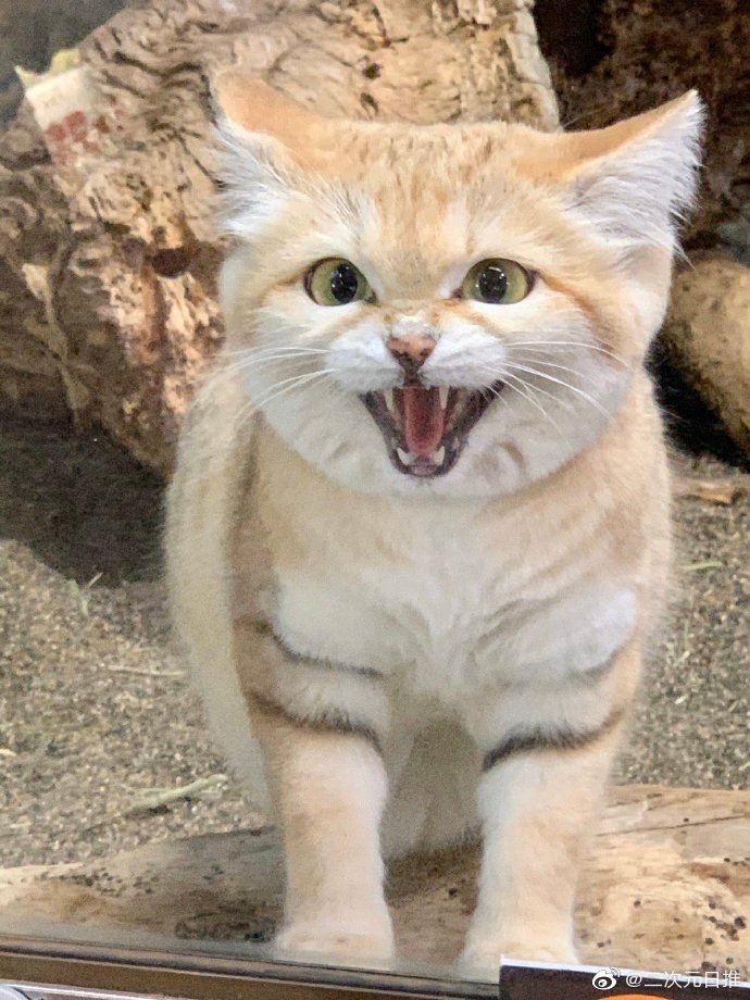 那须动物王国的新宠沙漠猫,呆萌呆萌,奶凶奶凶的