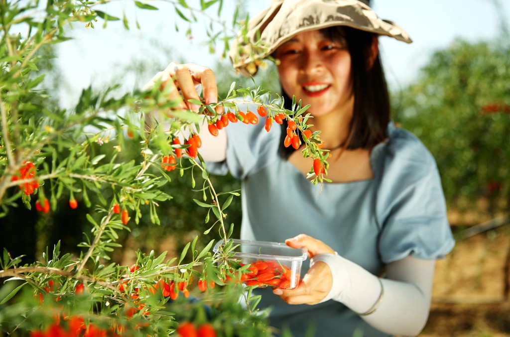 宁夏枸杞迎来丰收季 首批鲜果48小时飞全国|宁夏|枸杞|鲜果_新浪新闻