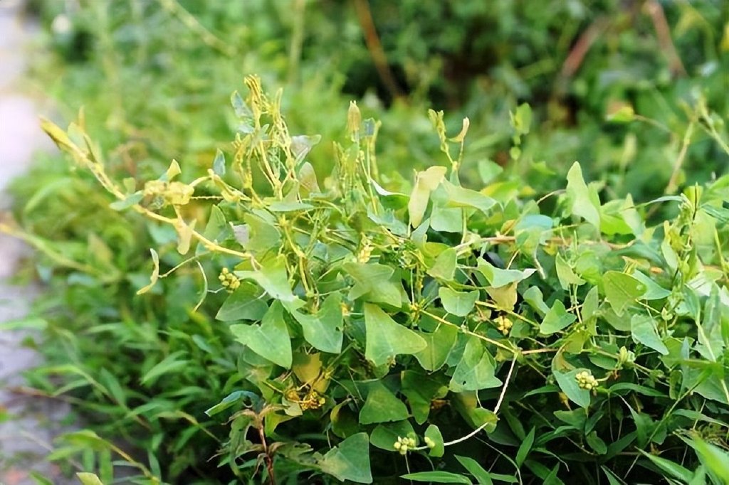 那些可以开花结果的"蛇"|花序|蛇莓|叶柄_新浪新闻