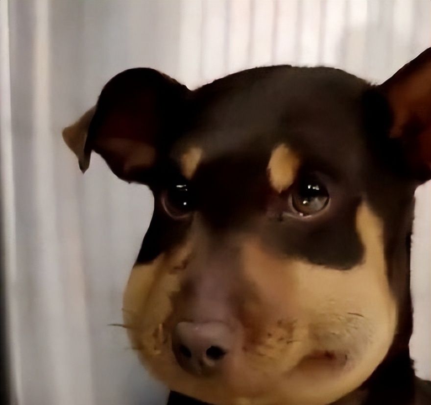 脸肿表情包+1!黄晓明晒拔完智齿后自拍,好像被蜜蜂蛰的狗狗休闲区蓝鸢梦想 - Www.slyday.coM 脸肿表情包+1!黄晓明晒拔完智齿后自拍,好像被蜜蜂蛰的狗狗休闲区蓝鸢梦想 - Www.slyday.coM