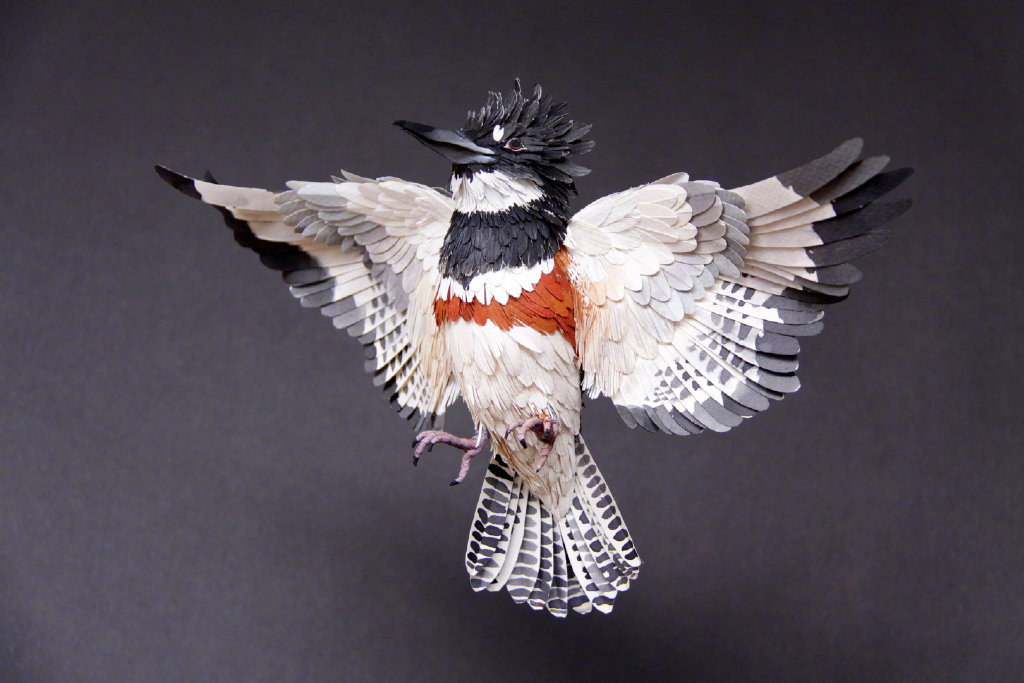 来自艺术家 diana beltran herrera 鸟类纸艺作品